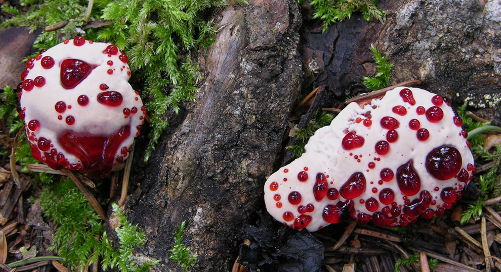 Hydnellum peckii Banker